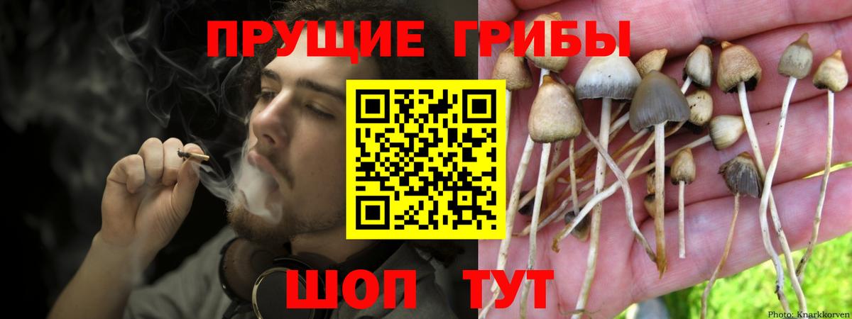 Котельники  Галлюциногенные грибы Psilocybe  Вход с VPN 